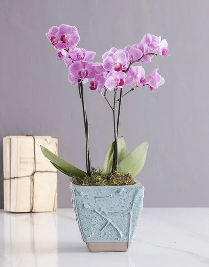 Orchid in Blue - Product image