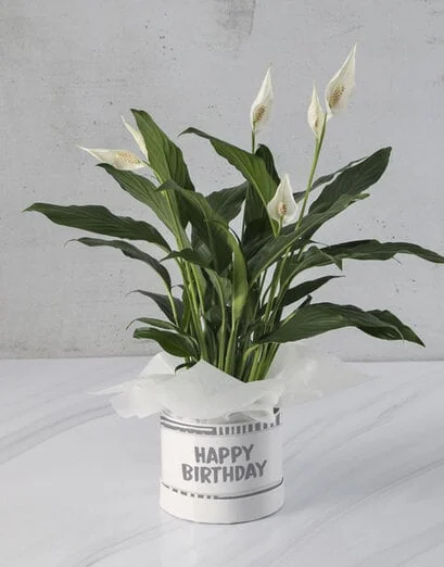 Peace Lily Birthday Goodies - Product image
