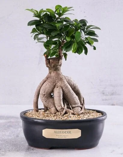 Personalised Bonsai In Charcoal Pot - Product image