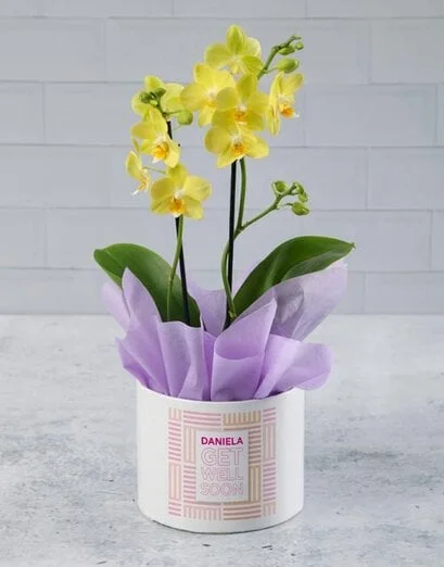 Personalised Lush Yellow Get Well Orchid - Product image