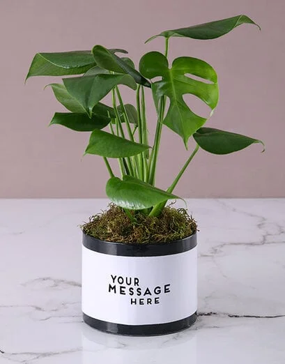 Personalised Monster Leaf in Black Box - Product image