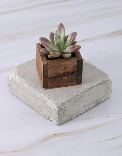 Personalised Special Day Succulent - Product image