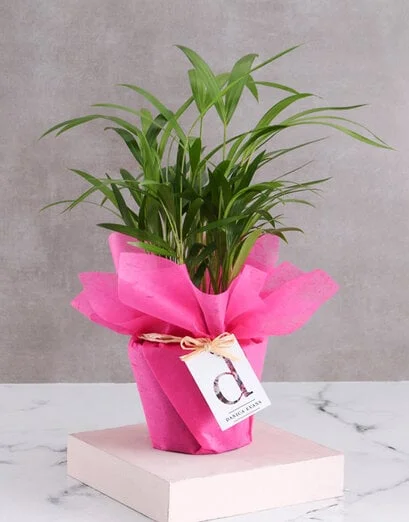 Personalised Wrapped Areca Bamboo - Product image