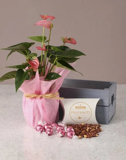 Pink Anthurium Gourmet Crate - Product image