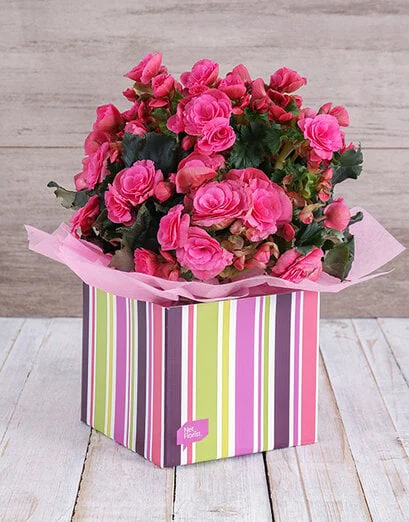 Pink Begonia Box - Product image