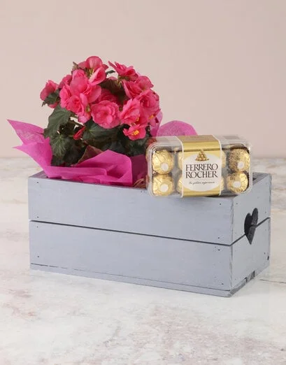 Pink Begonia with Chocs Heart Crate - Product image