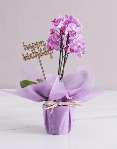 Pink Midi Birthday Orchid In Wrapping - Product image