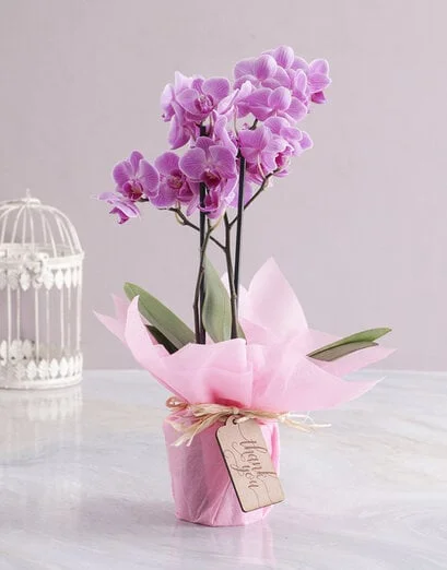 Pink Midi Thank You Orchid - Product image