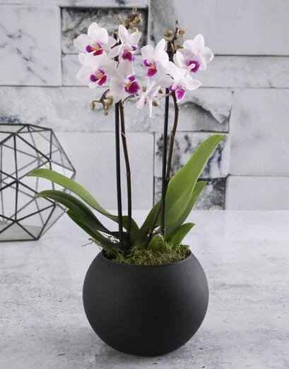 Pink Orchid In Round Black Vase - Product image