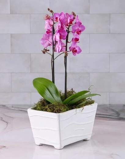 Pink Orchid in Textured Ceramic Planter - Product image