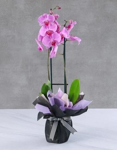 Pink Orchid Wrapped In Perfection - Product image