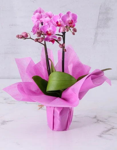Pink Phalaenopsis Orchid In Woven Basket - Product image
