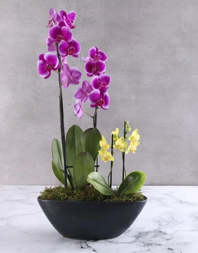 Pink Phalaenopsis Orchis In Black Vase - Product image