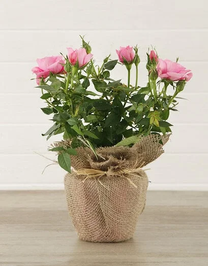 Pink Rose Bush in Hessian Wrapping - Product image