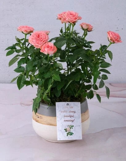 Pink Rose Bush In Three Tone Pot - Product image