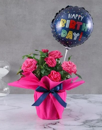 Pink Wrapped Happy Birthday Rose Bush - Product image