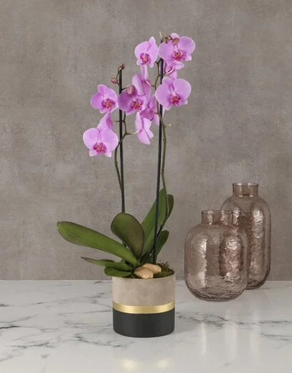 Polished Orchid In Gold Striped Pot - Product image