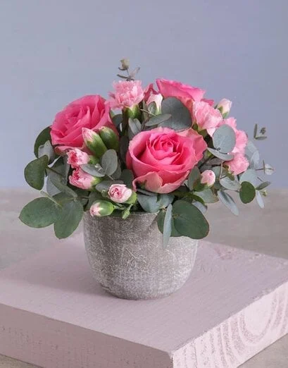 Precious Pink Petals In Pot - Product image
