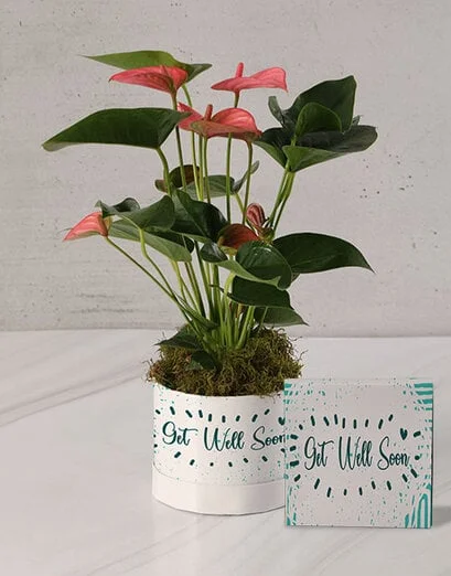 Pretty Lily Get Well Plant - Product image