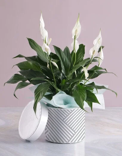 Pretty Lily Plant In Hatbox - Product image