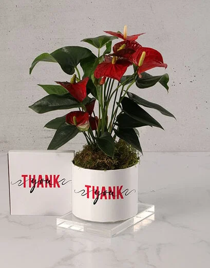 Pretty Lily Thank You Plant - Product image