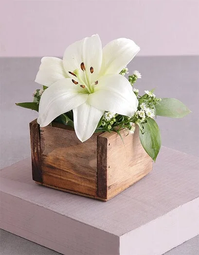 Pure Lily Blossoms - Product image