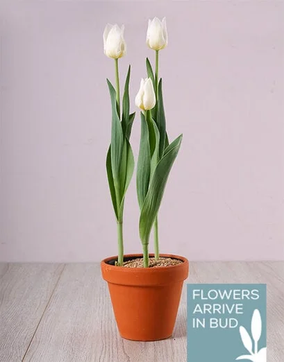 Purely White Tulip Plant - Product image