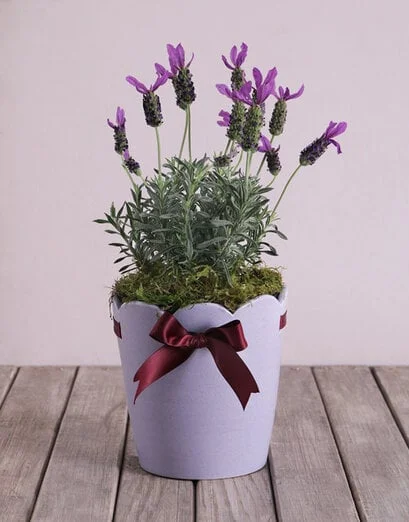 Purple Lavandula Pot - Product image