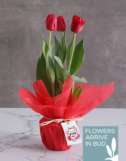 Red Love Tulips - Product image