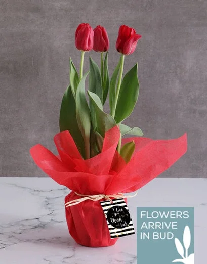 Red Moon and Back Tulips - Product image
