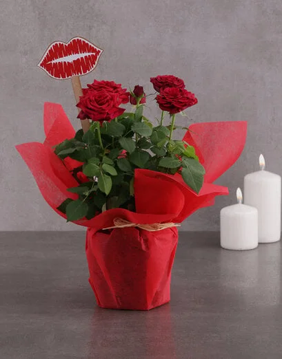 Red Rose Bush Kisses - Product image