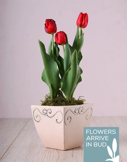 Red Tulips Blooming Elegance - Product image