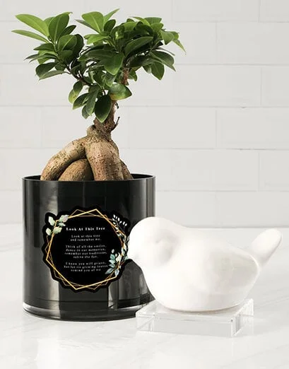 Remember Me Sympathy Ficus Bonsai - Product image