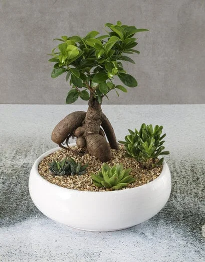 Rock Garden Bonsai Bowl - Product image