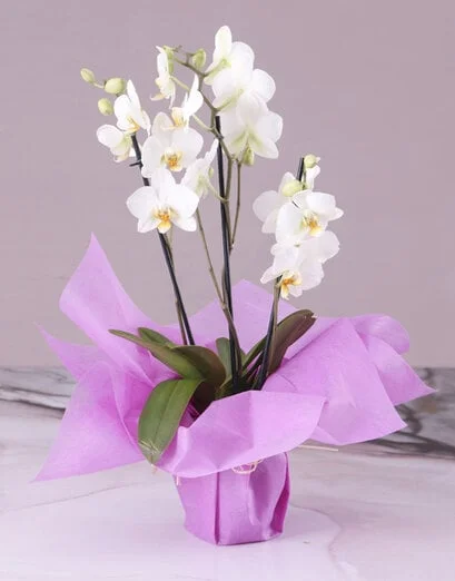 Serene White Midi Orchid - Product image