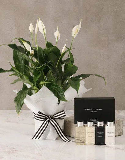 Spathiphyllum and Charlotte Rhys Hamper - Product image