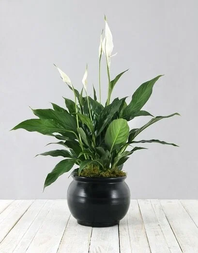 Spathiphyllum in Black Pot - Product image