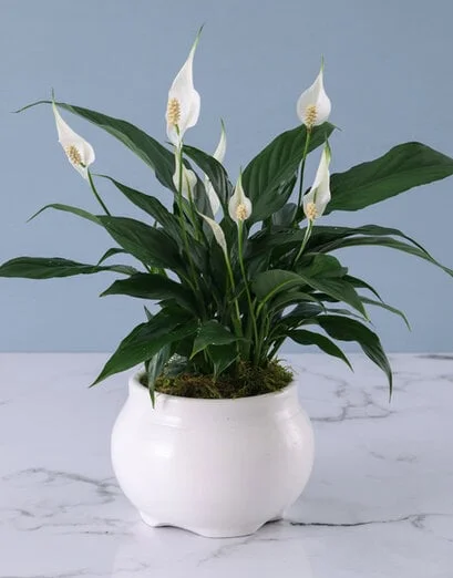 Spathiphyllum in White Pot - Product image