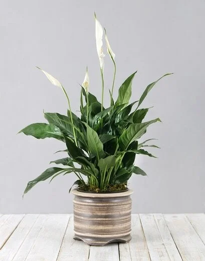 Spathiphyllum Pot Plant - Product image