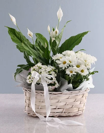 Spathiphyllum Variety Basket - Product image