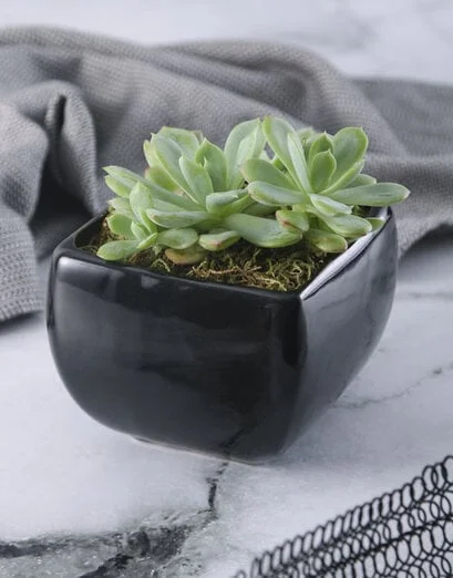 Succulent in a Black Pottery Vase - Product image