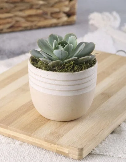 Succulent in a Ceramic Pot - Product image