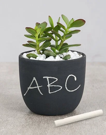 Succulent In Ceramic Chalk Pot - Product image