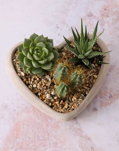 Succulent Love Story Cement Vase - Product image