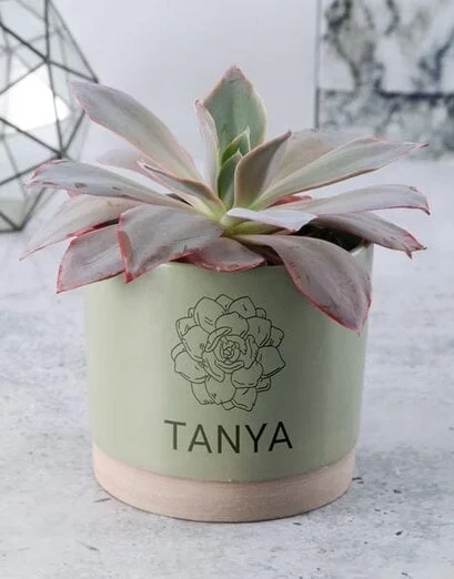 Succulent Sage Pot Set - Product image