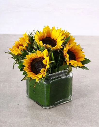 Sunflower Rays - Product image