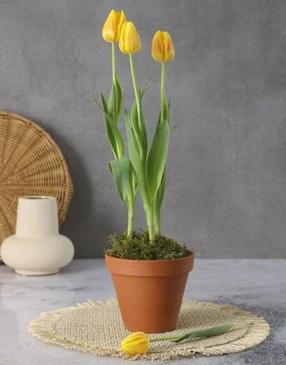 Sunny Yellow Tulip Plant - Product image