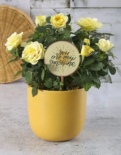 Sunshine Rose Bush - Product image