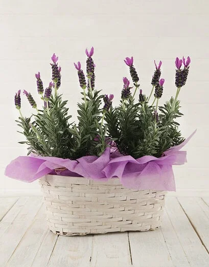 Sweet Devotion - Product image
