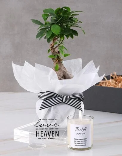 Sympathy Bonsai In White Wrapping - Product image